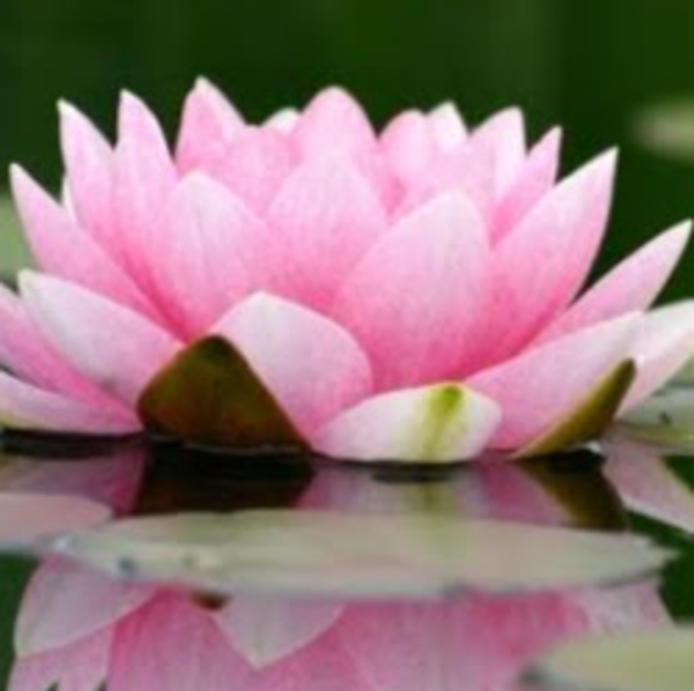 Meet your Posher, Lei